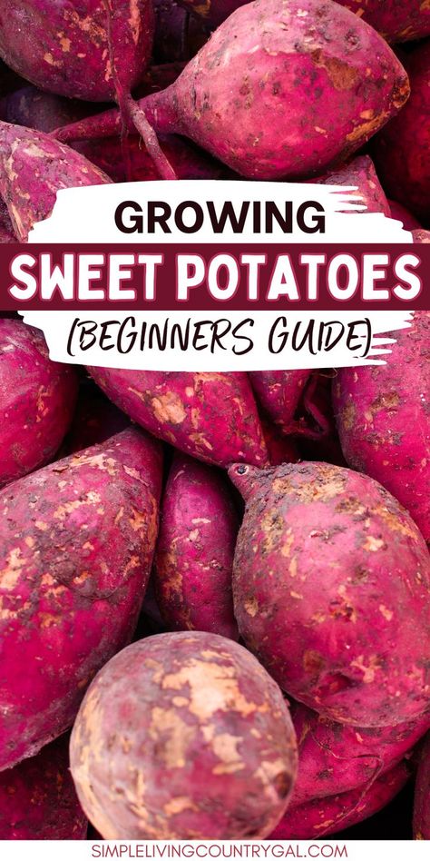 Sweet potatoes are a delicious and nutritious vegetable that can be grown in your garden. This guide will teach you everything you need to know about growing sweet potatoes, from planting to harvest. Grow Sweet Potatoes, Sweet Potato Leaves, Sweet Potato Slips, Growing Sweet Potatoes, Being Mindful, Water Well, The Soil, Grow Your Own, Mulch