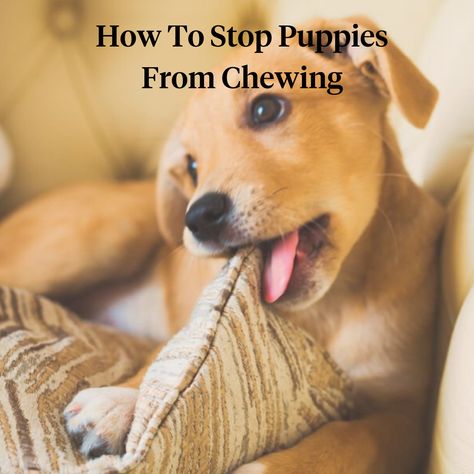 Destructive Behavior, Pet Nutrition, Puppy Teething, Puppy Chewing, Human Babies, Getting A Puppy, To Forgive, Animal Nutrition, Dog Behavior