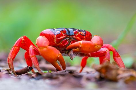 Christmas Island Crabs, Malayan Sun Bear, Crocodile Hunter, Wild Pig, Australia Itinerary, Red Crab, Christmas Lodge, Christmas Island, Eco Lodge