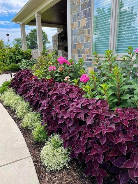 Newly Noir coleus ….. sun until about 1:00….it’s done extremely well with the heat …. It’s on drip…I couldn’t be happier with its performance 💕….. it’s color almost seems iridescent 💖 Paired with endless summer Bloomstruck Hydrangea and euphorbia in the sunlight. By Rachel Martin Frey, vF 8-16-22 Eclipse Hydrangea, Hydrangea Limelight Combination, Bloomstruck Hydrangea, Colorblaze Coleus, Allium Purple Sensation Combination, Coleus Rainbow Mix Seeds, Herbaceous Perennials, Endless Summer, Flower Beds