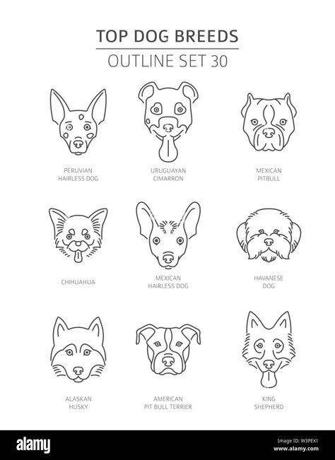 Download this stock vector: Top dog breeds. Pet outline collection. Vector illustration - W3PEX1 from Alamy's library of millions of high resolution stock photos, illustrations and vectors. Top Dog Breeds, Trade Books, Travel Book, Print Images, Dog Breeds, Stock Vector, Vector Images, Vector Illustration, High Resolution