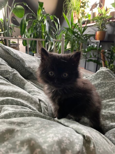 Long Haired Black Kitten, Fluffy Black Cat Aesthetic, Black Fluffy Kitten, Black Kitten Aesthetic, Black Siberian Cat, Fluffy Black Cats, Black Fluffy Cat, Cats Fluffy, Birthday Dump