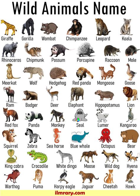 List of 100+ Wild Animals Name | Animals Vocabulary. Wild Animals Name in English Wild Animals Name, Animals Name With Picture, Animals Name List, Wild Animals List, Animals List, Animals Name In English, Animals Name, All About Me Preschool, Wild Animals Photos