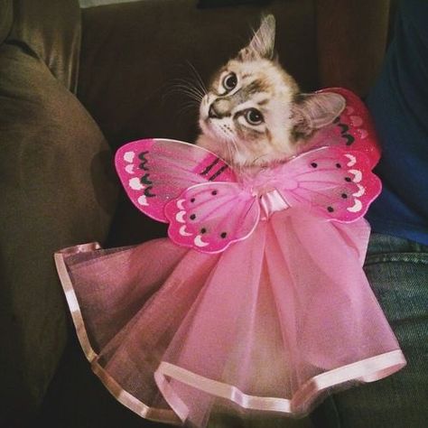 Beautiful Pinks Fairy Kitten, Butterfly Princess, Pink Obsession, Cat Dressed Up, Pink Costume, Blue Buffalo, Fancy Cats, Blue Food, Halloween Costume Contest