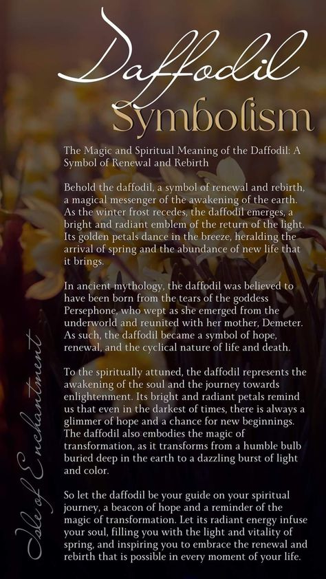 Daffodil Symbolism, Daffodil Meaning, Spiritual Cards, Army Room Decor, Army Room, Dollhouse Ideas, Flower Meanings, Ancient Mythology, Winter Frost