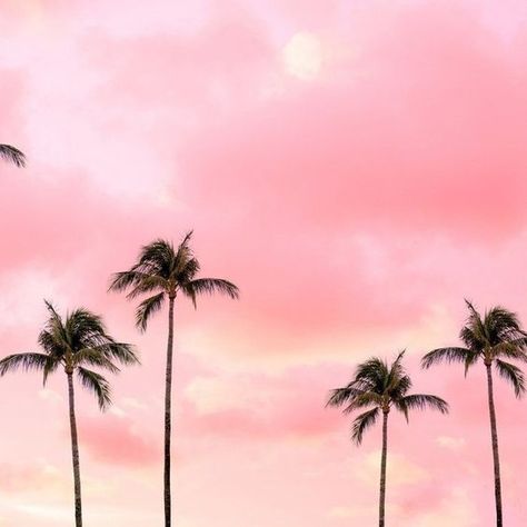 Hot Pink Sunset, Palm Trees Photography, Sunset Pillow, Palm Tree Photography, Pink Palm Tree, Murs Roses, Trees Photography, Bedroom Wall Collage, Pink Photo