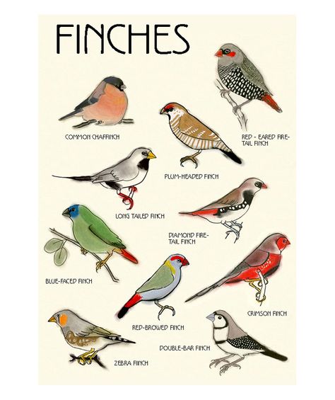 Backyard Birds Watching, Zebra Finch, Finches Bird, Bird Identification, Bird Aviary, Migratory Birds, Finches, Bird Supplies, Bird Artwork