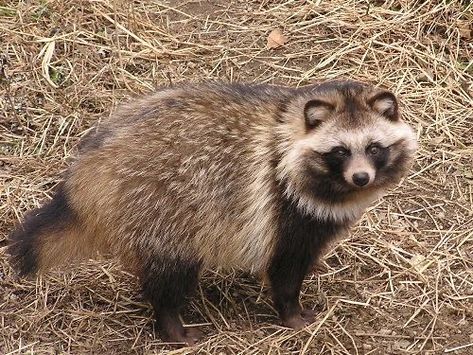 Japanese Raccoon Dog, Japanese Animals, Maned Wolf, Raccoon Dog, Pet Bunny, Rare Animals, Creature Feature, Wild Dogs, Silly Animals