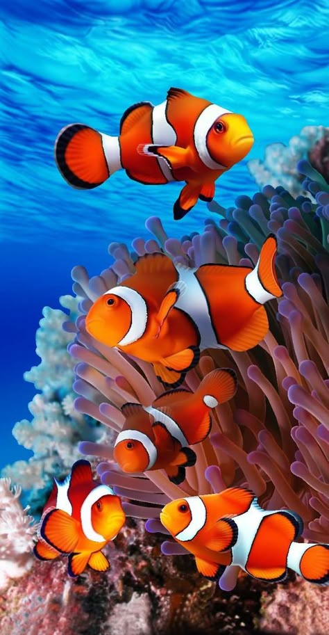 Under The Ocean, Saltwater Tank, Beautiful Sea Creatures, Fish Wallpaper, Exotic Fish, Aquatic Life, Beautiful Fish, Clown Fish, Coral Reefs