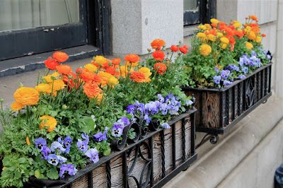 Garden Bytes from the Big Apple: SPRING FOR ORANGE AND PURPLE Ranunculus Flower, Purple Pansies, Tulip Bulbs, Flower Pot Garden, Garden Containers, The Big Apple, Window Boxes, Real Plants, Garden Spaces