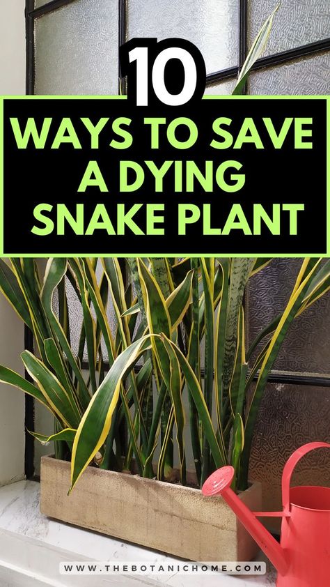 Essential guide on snake plant care with tips on how to grow a snake plant, snake plant potting ideas, and how to use plants as decor. Snake Plant Decor, Snake Plant Indoor, Snake Plant Propagation, Types Of Succulents Plants, How To Water Succulents, Snake Plant Care, Easy House Plants, Succulent Landscape Design, Succulent Garden Design