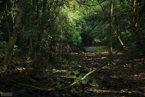 Kerala, India, Forest Kerala Travel, Mahakal Shiva, Landscape Forest, Village Photography, Forest Background, Kerala India, Big Tree, Forest House, Mandala Design Art