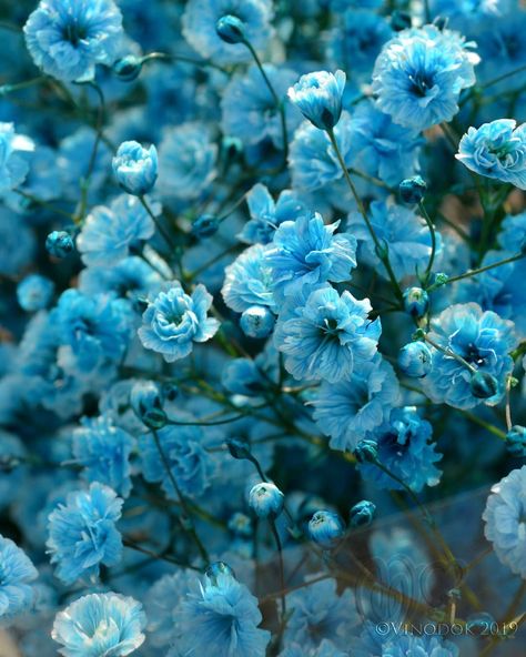 Vinod OK on Instagram: “Out of the blue . . .  #gypsophila #weloveflowers #floralillustration #florals #floralinspiration #floral_perfection #floralstories…” Blue Gypsophila, Blue Wedding Flowers, Out Of The Blue, Best Wordpress Themes, Free Wordpress Themes, Flower Beauty, Floral Illustrations, Blue Wedding, Wedding Flowers