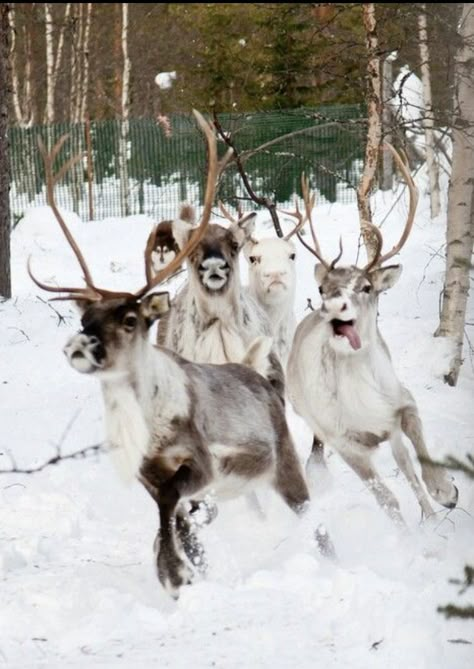 Christmas Facts, Funny Reindeer, Artificial Christmas Trees, The Friday, Winter Animals, Cute Animals Images, Pretty Animals, Year 3, Silly Animals