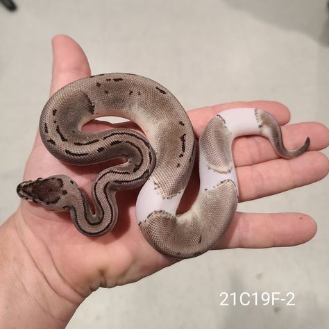 Pie Bald Ball Python, Ball Python Morphs Chart, Scaleless Ball Python, Snake Morphs, Pied Ball Python, Python Royal, Dream Snake, Danger Noodles, Pretty Snakes