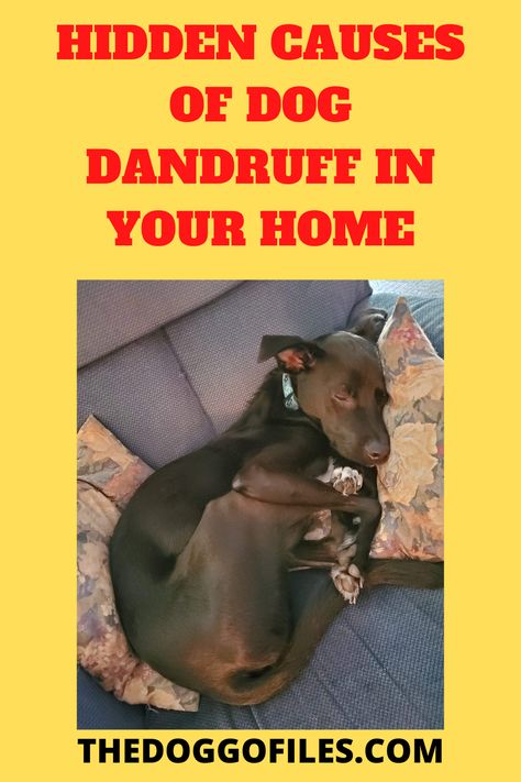 Black Dog curled up in arm chair with two pillows. Text:. Hidden causes of dog dandruff in your home. Puppy Dandruff Remedies, Dog Dander Remedy, Dog Dandruff Remedy, Dog Flaky Skin, Pepper Ideas, Bad Dandruff, What Causes Dandruff, Dog Dandruff, Dandruff Causes