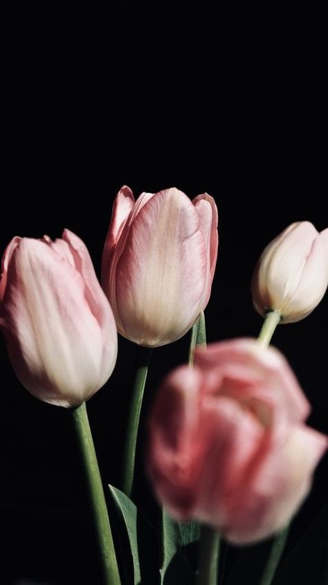 Download wallpaper 2160x3840 tulips, flowers, bouquet, pink, black samsung galaxy s4, s5, note, sony xperia z, z1, z2, z3, htc one, lenovo vibe hd background - Free Wallpaper | Download Free Wallpapers Tulips Flowers Bouquet, Tulips Photo, Mobile Screensaver, Pink Flowers Wallpaper, Airbrush App, Black Background Wallpaper, Free Iphone Wallpaper, Best Iphone Wallpapers, Screen Saver