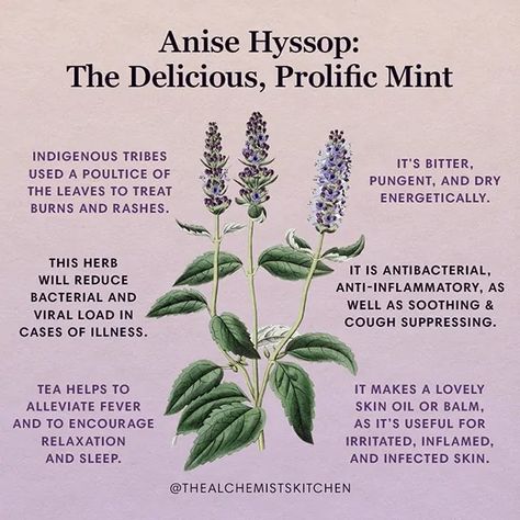 Anise Hyssop Plants, Hyssop Benefits, Agastache Foeniculum, Anise Hyssop, Magickal Herbs, Medicinal Herbs Garden, Witch Herbs, Medical Herbs, Magic Herbs