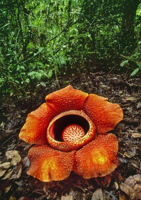 Weird and Strange - Rafflesia keithii (sometimes known as the corpse flower) is a parasitic plant that grows only in Sabah on the island of Borneo. The plant has no stems, leaves or roots: it latches onto certain vines for its nourishment, and produces enormous blooms (up to 1 metre in diameter) on the forest floor. Like other plants of the Rafflesia genus, it attracts pollinating insect by producing a scent like rotting meat. #AmazingFlowersAndGardens #WeirdFlowers #ExoticFlowers Rafflesia Flower, Frans Lanting, Corpse Flower, Strange Flowers, Malaysia Travel, Kota Kinabalu, Unusual Plants, Unusual Flowers, Rare Flowers