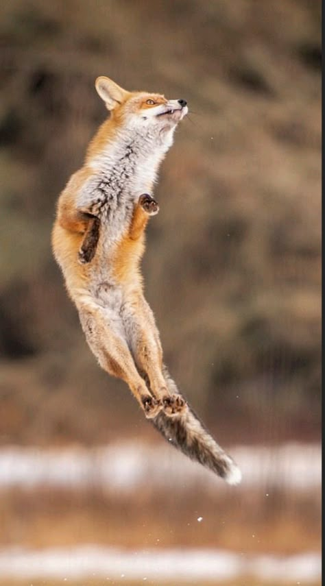 Fox Anatomy, Fox Jumping, Fox Reference, Jumping Fox, Fox Running, Wallpaper Animals, Animal Poses, Animal Movement, Fox Drawing