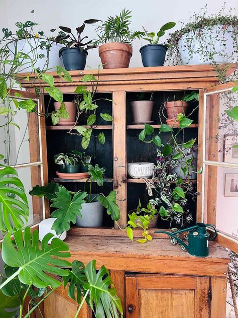 houseplant cabinet Growing Vegetables Indoors, Smart Garden, Indoor Gardens, Peat Moss, Liquid Fertilizer, Natural Sunlight, Growing Indoors, Snake Plant, Green Space