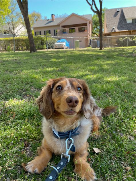 Weiner Dog Long Hair, Long Hair Dauchand Puppy, Dashund Puppy Long Hair, Long Hair Dauchand, Fluffy Weiner Dog, Long Hair Dashhound, Dauschaund Puppy, Mini Dauchsands, Dauchand Puppy