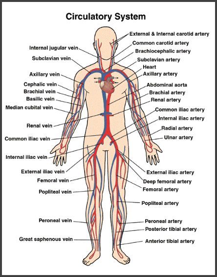 Human Heart Coloring Worksheet ... Circulatory System Diseases, Hypertension Medications, Human Circulatory System, Gestational Hypertension, Abdominal Aorta, Hypertension Diet, Blood Pressure Medicine, Arteries And Veins, Blood Pressure Chart