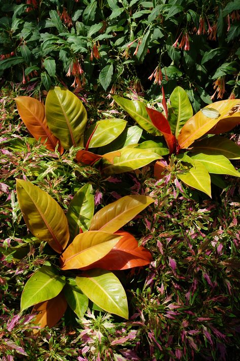 Aroid Plant, Tropical Gardening, Philodendron Care, Prince Of Orange, Broadleaf Evergreen, Tropical House Plants, Philodendron Plant, Orange Plant, Tropical House