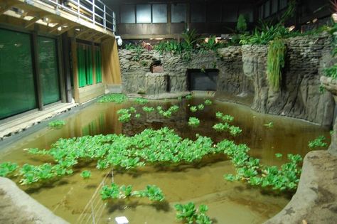 Reptile Zoo Exhibit, Turtle Enclosure, Big Tortoise, Animal Enclosures, Indoor Pond, Tortoise Enclosure, Zoo Architecture, Zoo Ideas, Reptile House