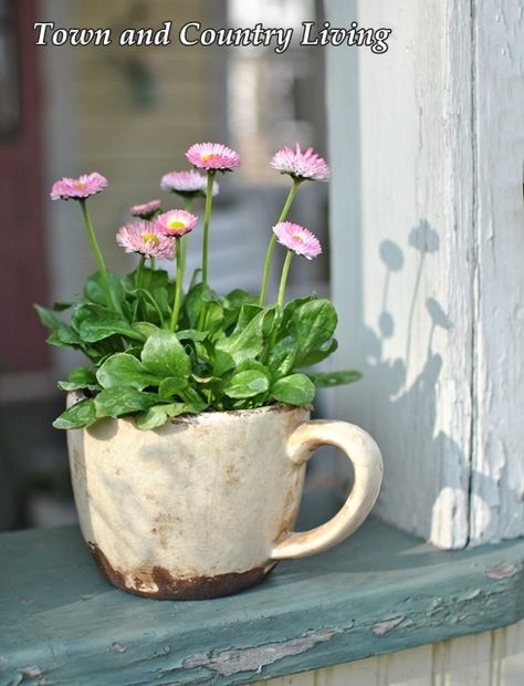 Teacup Gardens, Deco Nature, Garden Containers, Deco Floral, Container Flowers, Gardening Supplies, Country Gardening, Container Plants, Window Sill