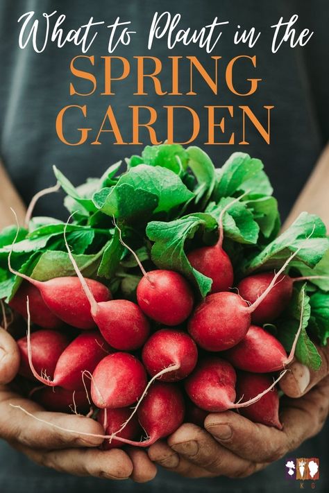 Not sure what to grow in your spring vegetable garden? I've got you covered with a great list of vegetables that are perfect for the cool temps and occasional frosts of early spring. Spring Vegetable Garden, Edible Landscape, Vegetable Garden Ideas, Fall Gardening, List Of Vegetables, Building A Raised Garden, Herb Gardening, Best Perennials, Edible Landscaping