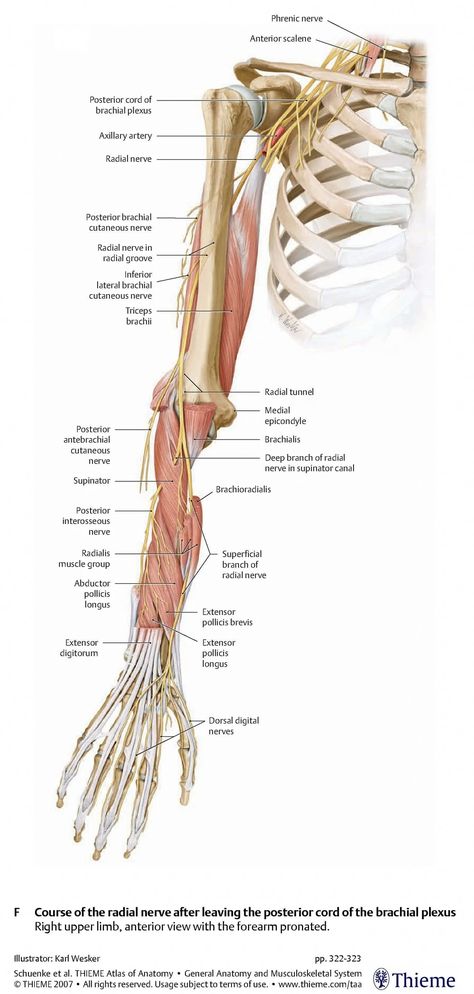 Brachial Artery, Human Anatomy Picture, Shoulder Anatomy, Nerve Anatomy, Brachial Plexus, Radial Nerve, Human Anatomy For Artists, Lower Blood Sugar Naturally, Basic Anatomy And Physiology