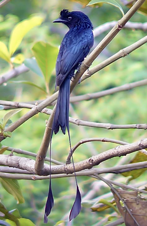 Blue Jay Bird, Animal Tails, Different Birds, Tiny Bird, Tail Feathers, Marine Animals, Pretty Birds, Bird Photo, Colorful Birds