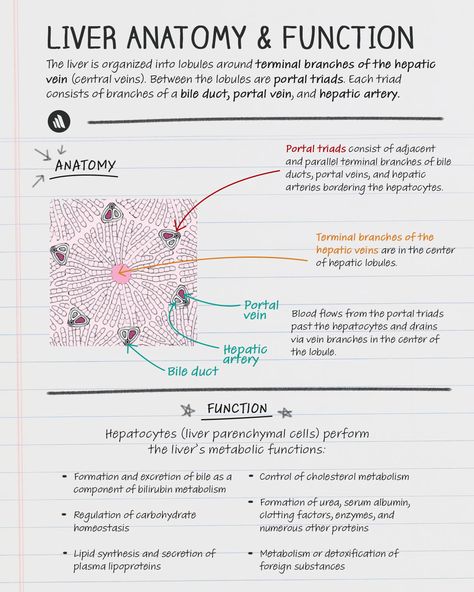 Need quick notes on liver anatomy and function? Merck Manuals has you covered! Pin this post to save for your next study session. #liveranatomy #studyguide #medschool Liver Anatomy Notes, Liver Notes, Abdominal Anatomy, Liver Anatomy, Medical Terminology Study, Paramedic School, Medical Notes, Nursing School Essential, Student Tips