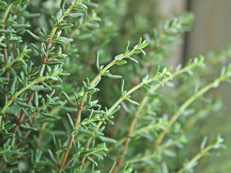 Some herbs, like thyme, oregano and sage, develop woody stems. If you're growing your herbs to cook with, you'll need to do some judicious pruning. Insect Repellent Plants, Pruning Tomato Plants, Tomato Pruning, Thyme Plant, Drought Tolerant Perennials, Rosemary Lavender, Harvesting Herbs, Herb Garden Design, Plants Ideas