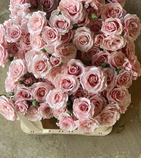 PHILIPPA CRADDOCK on Instagram: “Are these not just the prettiest?! Pink Majolika spray roses, and when they fully open, they are even more spectacular. A busy week ahead…” Pink Spray Roses, Philippa Craddock, Atlanta Apartments, Spray Roses, Pink Flowers, Floral Wreath, Atlanta, Roses, Spray