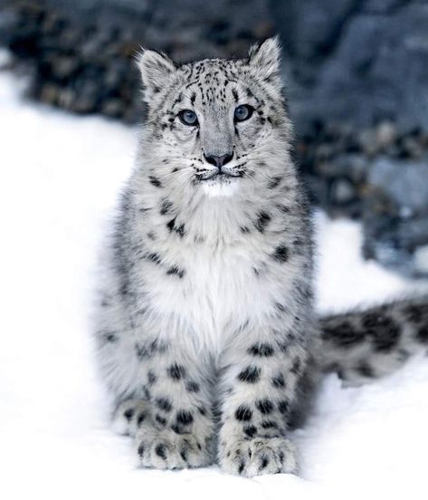 Snow Leopard Wallpaper, Snow Panther, Baby Snow Leopard, Snow Leopard Cub, Snow Animals, Leopard Cub, Clouded Leopard, Leopard Art, Wild Animals Pictures