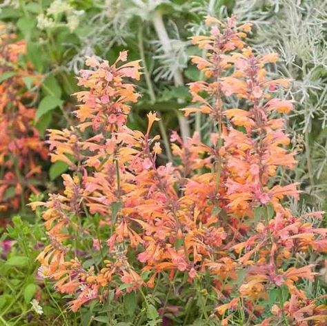 Agastache Rupestris, Giant Hyssop, Salmon Flowers, Hummingbird Mint, Anise Hyssop, Flowers Orange, Hummingbird Garden, Flowers Blooming, Green Oval