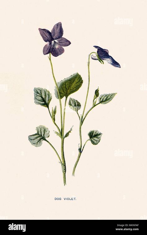 Download this stock image: Dog Violet, Viola canina - MKNFAF from Alamy's library of millions of high resolution stock photos, illustrations and vectors. Dog Violet, Violet Flower Tattoos, Vintage Flower Tattoo, Flor Tattoo, Plants Drawings, Violet Tattoo, Botanical Tattoos, Roses Plants, Violet Vintage