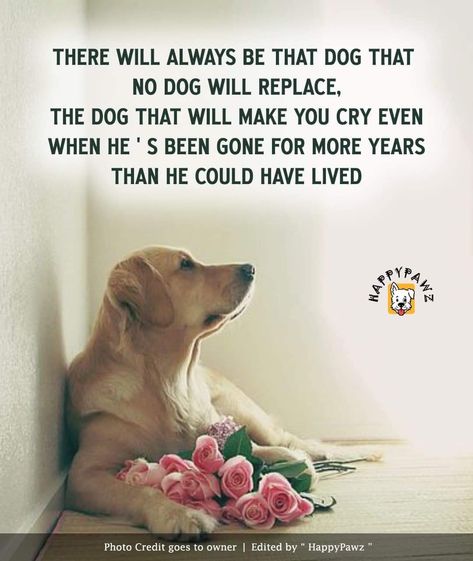 My Dog My Best Friend Quotes, If Love Could Have Saved You Quote Dog, Old Dog Quotes Love, Paw Quotes, Dog Heaven Quotes, Dog Sayings, Miss My Dog, Dog Poems, I Will Remember You