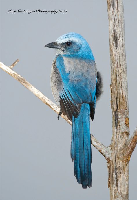 Florida Scrub Jay now available in my #etsyshop https://lightasafeatherphoto.etsy.com #floridascrubjay #floridabird #floridaphotography #wildlifephotogaphy #wildphoto Florida Scrub Jay, Scrub Jay, Florida Birds, Backyard Birds Sanctuary, Beautiful Florida, Cape Coral Florida, Florida Photography, Photography Fine Art, Backyard Birds