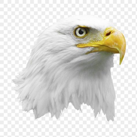 Sticker Transparent Background, Eagle Png, Sticker Transparent, Animal Head, Eagle Head, Animal Heads, Backgrounds Free, Transparent Stickers, Free Png