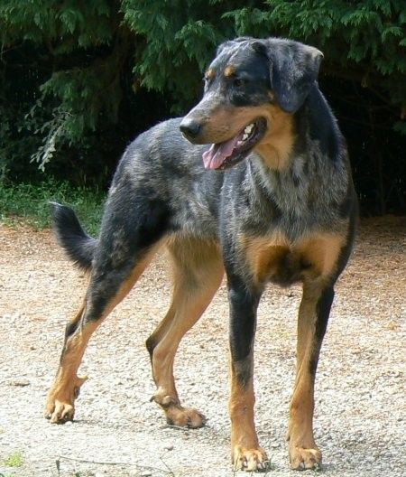 so pretty, its a Beauceron French Shepherd, Beauceron Dog, Dog Anatomy, Catahoula Leopard Dog, Space Dog, Herding Dogs, Pretty Dogs, Dog Training Obedience, Dog Id