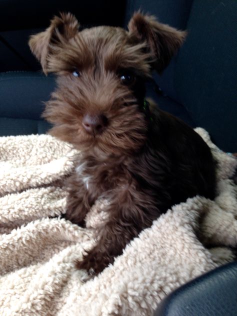 Buster is absolutely gorgeous! Brown Miniature Schnauzer, Mini Snauzers Brown, Mini Schnauzer Puppies, Schnauzer Puppies, Miniature Schnauzer Puppies, Miniature Schnauzers, Schnauzer Dog, Schnauzer Puppy, Popular Dog Breeds