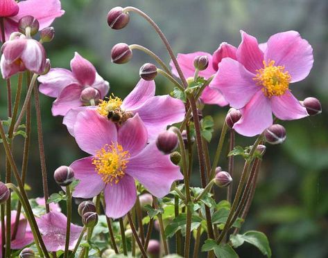 Anemone hupehensis 'Praecox' (Japanese Anemone) Anemone Hupehensis, Cranesbill Geranium, Long Blooming Perennials, Japanese Anemone, Anemone Flower, Herbaceous Perennials, Buy Plants, Flowering Plants, Plant Combinations