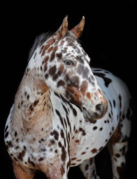 Appaloosa Horses Leopard, Horse With Spots, Spotted Horse, Leopard Appaloosa, Horse Coat Colors, Cowboy Life, Rare Horses, Painted Ponies, Gorgeous Horses