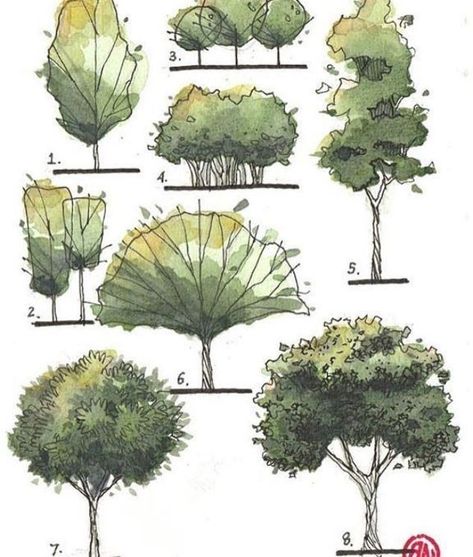 Digital Art Coloring, Architectural Trees, Coloring Reference, Cool Ear Tattoos, Drawing Trees, Types Of Trees, Tree Sketch, Landscape Design Drawings, Landscape Architecture Drawing