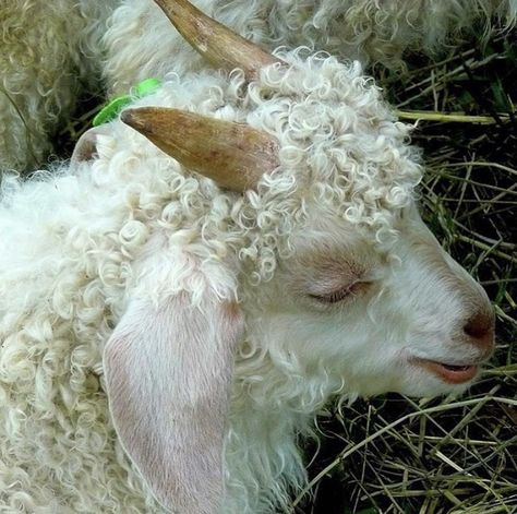 The Grass, Sheep, White