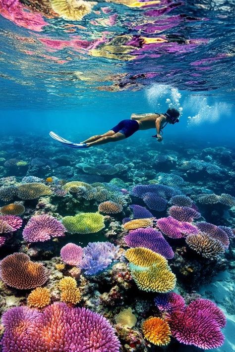 "🐠🌊 Dive into adventure with snorkeling in the Great Barrier Reef! Discover vibrant marine life, colorful coral, and underwater wonders. Swipe through our images for a peek into this amazing underwater world! 🌟🏝️ #GreatBarrierReef #SnorkelingAdventure #AustraliaTravel" Coral Reef Snorkeling, Ocean Reef Aesthetic, Australia Great Barrier Reef, Akeelah Core, Greek Pictures, Great Barrier Reef Snorkeling, Snorkeling Pictures, Coral Reef Photography, Great Barrier Reef Australia