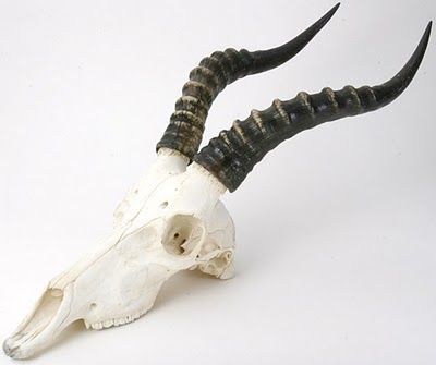 Skulls! Gazelle Skull, Antelope Skull, Sambar Deer, Musk Ox, Wild Waters, Animal Bones, Water Buffalo, I Am Sorry, Animal Skulls